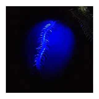 Şeffaf Renk Karanlıkta Parlayan Fosforlu Kırkayak 13 cm 1 Adet