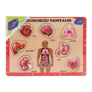 ONY-287 288 Ahşap Tutmalı Vücumuzu Tanıyalım -Onyıl Oyuncak