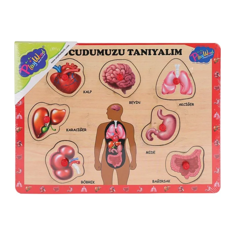 ONY-287 288 Ahşap Tutmalı Vücumuzu Tanıyalım -Onyıl Oyuncak