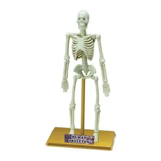 Bilim Seti: İnsan İskeleti