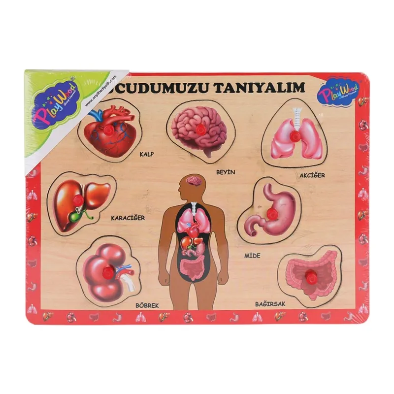ONY-287 288 Ahşap Tutmalı Vücumuzu Tanıyalım