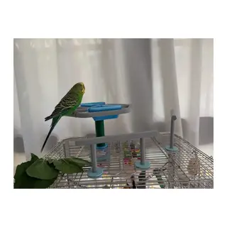 3D Baskı Dönebilen Kuş Yemliği ve Oyuncağı Muhabbet Kuşu ve Papağan Oyun Standı Etkileşimli Kuş Yemliği