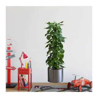 Saksılı Bitki Tasarımlı Yapışkanlı Sticker Resim 90*30 cm MC-665