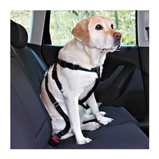Köpek Emniyet Kemeri Medium 50-70 Cm