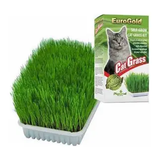 Cat Grass Kedi Çimi