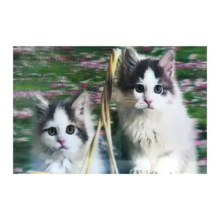 3 Boyutlu Resim Sevimli Kediler İkili Kedi Resmi Tablosu 40x60 cm