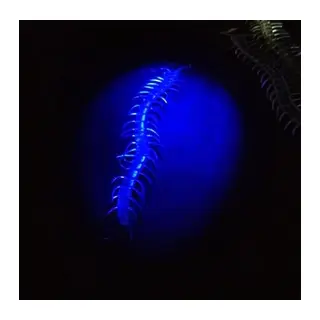 Şeffaf Renk Karanlıkta Parlayan Fosforlu Kırkayak 13 Cm 1 Adet