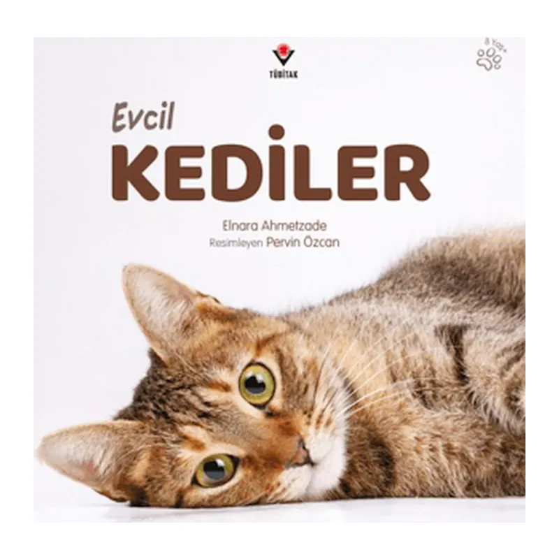 Evcil Kediler
