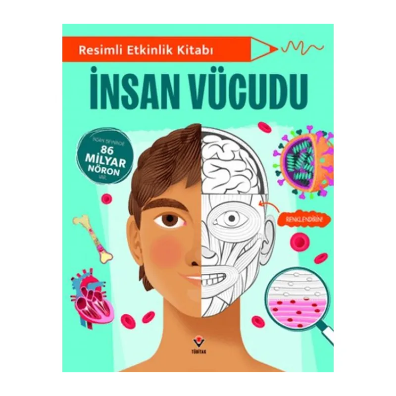 li Etkinlik Kitabı - İnsan Vücudu