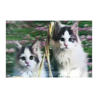 3 Boyutlu Resim Sevimli Kediler İkili Kedi Resmi Tablosu 40x60 cm