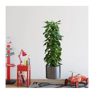 Saksılı Bitki Tasarımlı Yapışkanlı Sticker Resim 90*30 cm (5643)