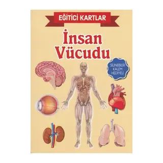 Eğitici Kartlar İnsan Vücudu