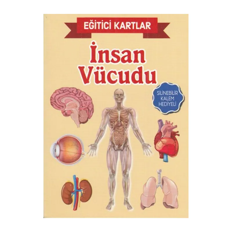Eğitici Kartlar İnsan Vücudu