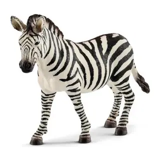 Dişi Zebra