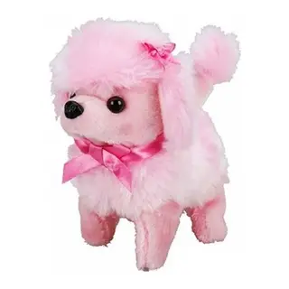 Sevimli Köpek Poodle