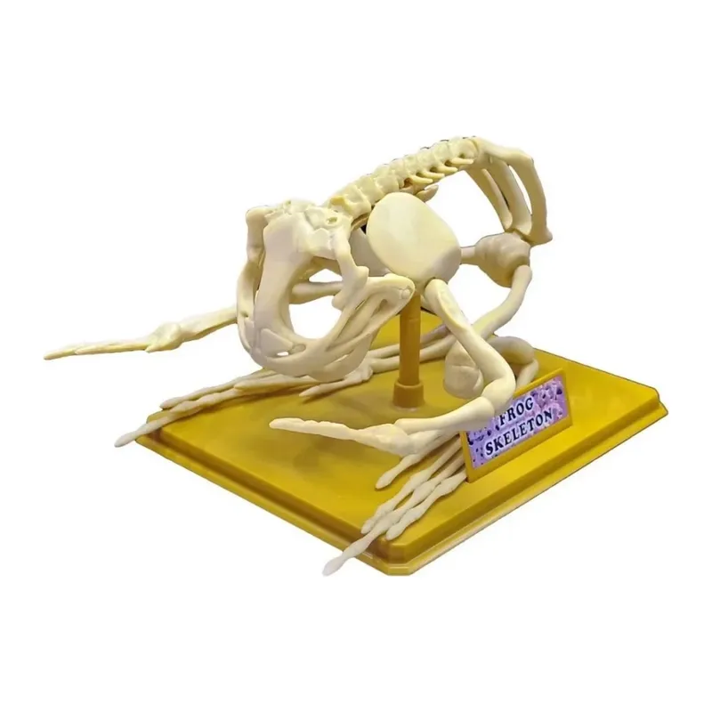 Kurbağa İskeleti Bilim Seti