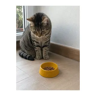 Pati Desen Model Beton Kedi Köpek Mama Ve Su Kabı 13 Cm Çap X 4 Cm - Bronz