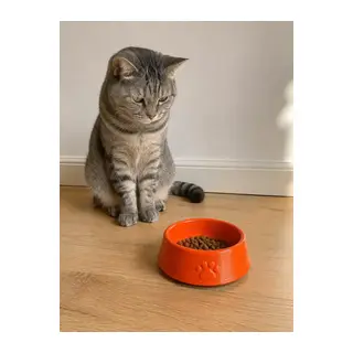 Pati Desen Model Beton Kedi Köpek Mama Ve Su Kabı 13 Cm Çap X 4 Cm - Turuncu